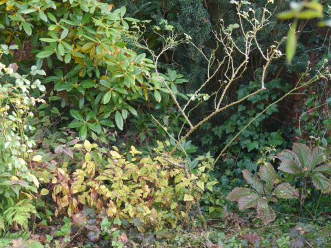 Rosen vor der Rhododendronsenke 