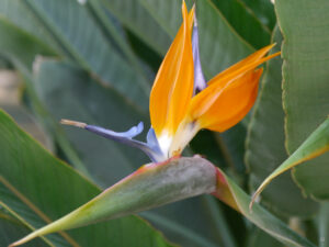 Strelitzia reginae, Paradiesvogelblume in Wurzerlsgarten