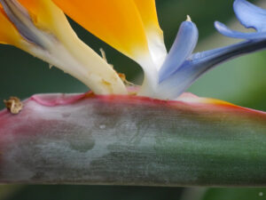 Strelitzia reginae, Paradiesvogelblume in Wurzerlsgarten