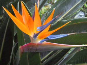 Strelitzia reginae, Paradiesvogelblume in Wurzerlsgarten