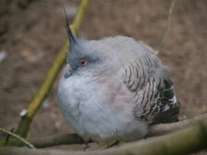 Spitzschopftaube, Ocyphaps lophotes, Vogelpark Walsrode