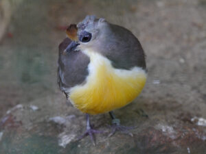 Goldbrusttaube, Callicolumba rufigula, Walsrode