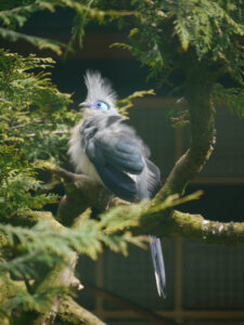 Hauben-Seidenkuckuck, Coua cristata, Walsrode