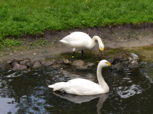 Zwergschwan, Cygnus columbianus bewickii , Walsrode