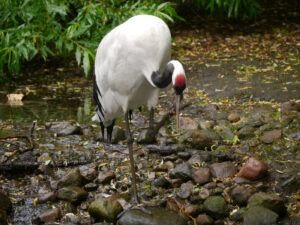 Mandschurenkranich, Grus japonensis, Walsrode