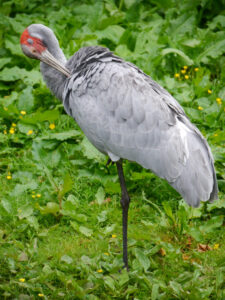 Brolgakranich, Grus rubicunda, Walsrode