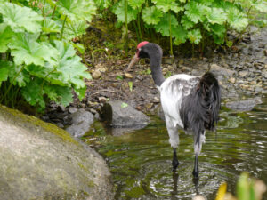 Schwarzhals-Kranich, Grus nigricollis, Walsrode