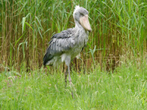 Schuhschnabel, Balaneniceps rex, Walsrode