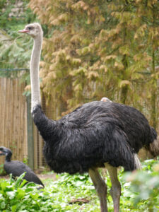 Afrikanischer Strauß, Struthio camelus, Walsrode