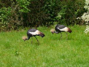 Schwarzer Kronenkranich, Balearica pavonina, Walsrode