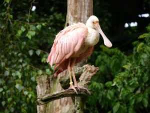 Rosalöffler, Platalea ajaja, Walsrode