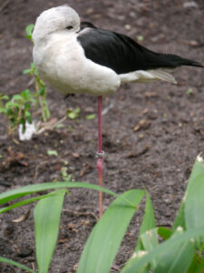 Stelzenläufer, Himantopus himantopus, Walsrode