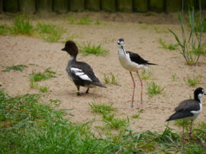 Schwarznacken-Stelzenläufer, Himantopus mexicanus, Walsrode