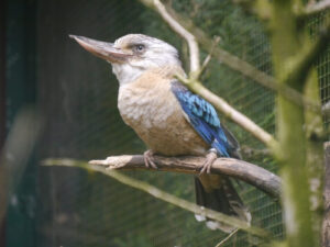 Blauflügelliest, Dacelo leachii, Walsrode