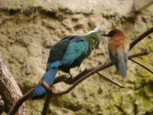 Livingstone- Spitzhaubenturako, Tauraco livingstonii, rechts Bienenfresser, Merops apiaster,Walsrode