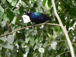 Purpurglanzstar, Lamprotornis purpureus, Walsrode