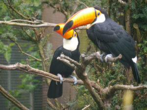 Riesentukan, Ramphastos toco, Walsrode