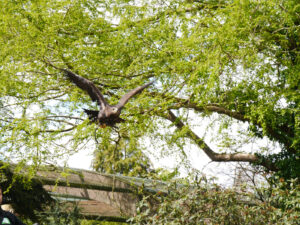 Der Adler streicht über die große Freifläche in Walsrode