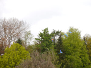 Fliegende Langschwanz-Papageien, was für ein Erlebnis in Walsrode.