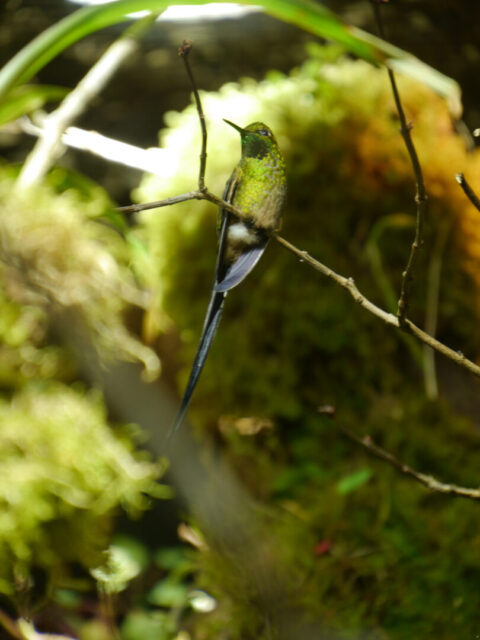 Kolibri, Grünschwanzsylphe, Lesbia nuna, Walsrode