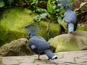 Krontauben im Jungle Trail, Weltvogelpark Walsrode