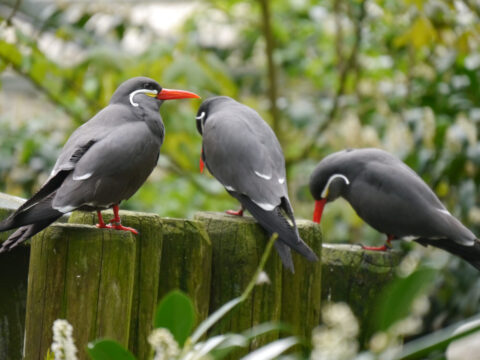 Inkaseeschwalbe, Larosterna inca, Walsrode