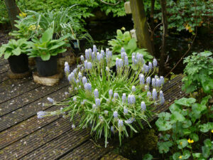 Muscari in der Waldschlucht Wubsbos, Winschoten