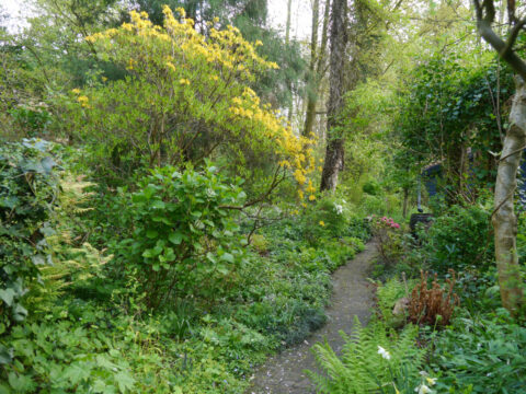 Die Waldschlucht von Jannie Bus, Wubsbos, Winschoten