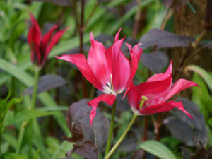 Tulpen in der Waldschlucht Wubsbos, Winschoten