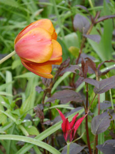 Tulpen in der Waldschlucht Wubsbos, Winschoten