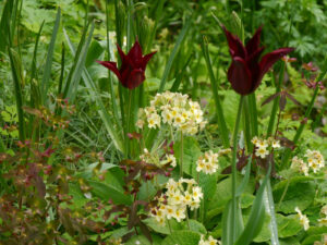 Tulpen und Primeln in der Waldschlucht Wubsbos, Winschoten