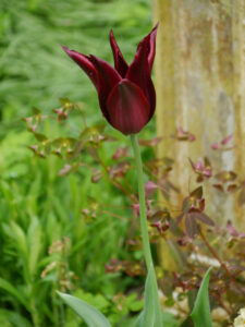 Tulpen in der Waldschlucht Wubsbos, Winschoten