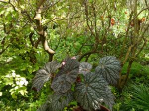 Begonia 'Sterling Moon’, Waldschlucht Wubsbos, Winschoten