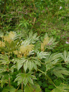 Fatsia japonica ‘Variegata’, Waldschlucht Wubsbos, Winschoten