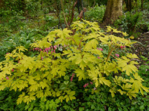 Dicentra ‘Gold Heart’, Gelblaubiges Tränendes Herz, Waldschlucht Wubsbos, Winschoten