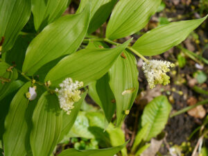 Smilacina racemosa, Schattenblümchen, in der Waldschlucht Wubsbos, Winschoten