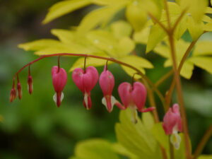 Dicentra ‘Gold Heart’, Gelblaubiges Tränendes Herz, Waldschlucht Wubsbos, Winschoten