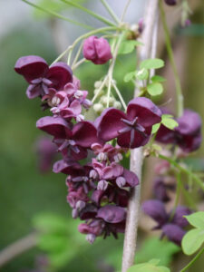 Akebia quinata, Klettergurke, Waldschlucht Wubsbos, Winschoten