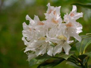 Rhododendronblüte, Waldschlucht Wubsbos, Winschoten