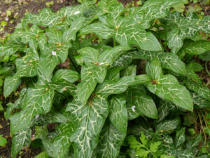 Arum italicum, Waldschlucht Wubsbos, Winschoten