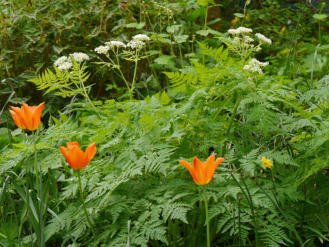 Myrrhis odorata, Süßdolde, Waldschlucht Wubsbos, Winschoten