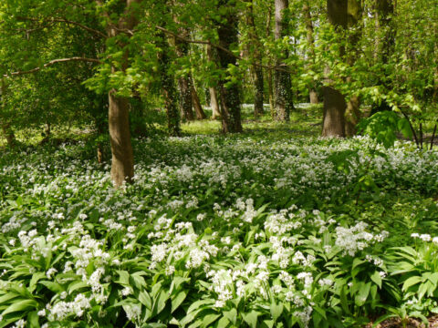 Der Park vor dem Garten Wubsbos, NL 