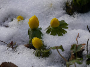 Die Winterlinge sind erst einmal erstarrt, anstatt aufzublühen.