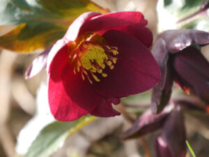 Lenzrose, Helleborus x Hybr., in Wurzerlsgarten