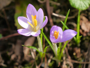 Crocus tommasianum in Wurzerlsgarten