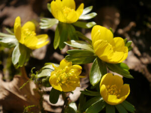 Der Winterling ist da, jetzt ist Frühling