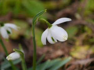 Die Schneeglöckchen bimmeln wieder makellos in Wurzerlsgarten