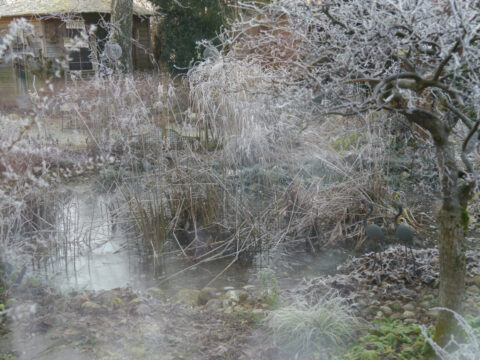 Der Teich in Wurzerlsgarten am 01.01.2025