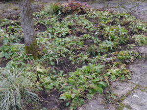 Die Frühlingsecke in Wurzerlsgarten