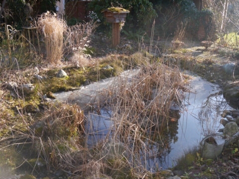 Rund um den Teich sieht es noch richtig wild aus. 